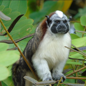 Tour de Vida Silvestre en Lago Gatún desde la Ciudad de Panamá