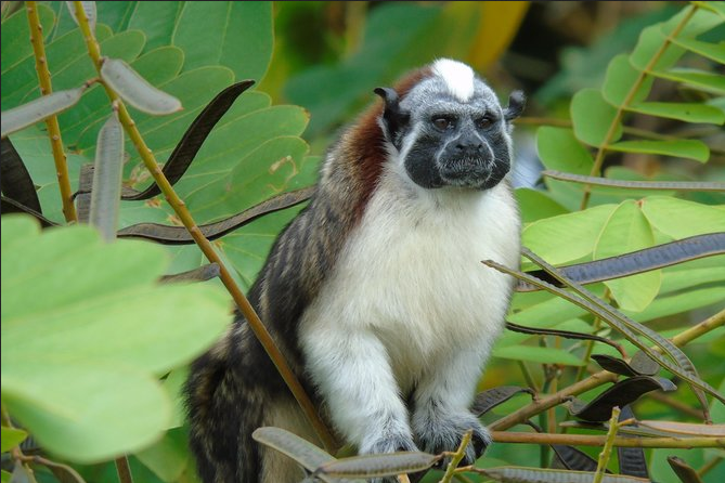 Tour de Vida Silvestre en Lago Gatún desde la Ciudad de Panamá